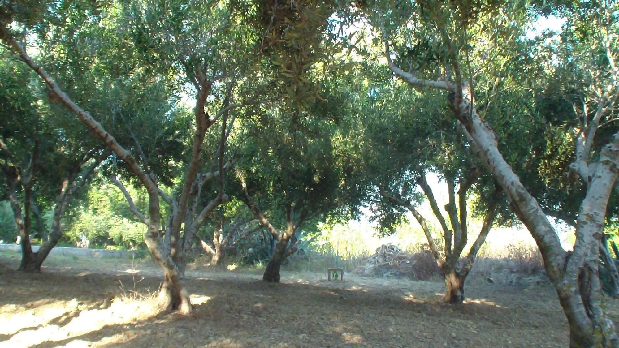 Creta Vassakis Studios Kéfalos Exteriér fotografie